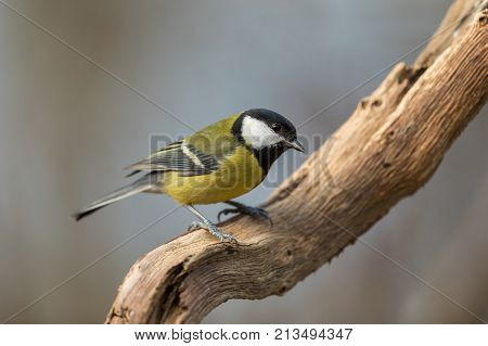 Great Tit Pearched On A Branch Of An Old Dead Tree, Natural Soft Light Background