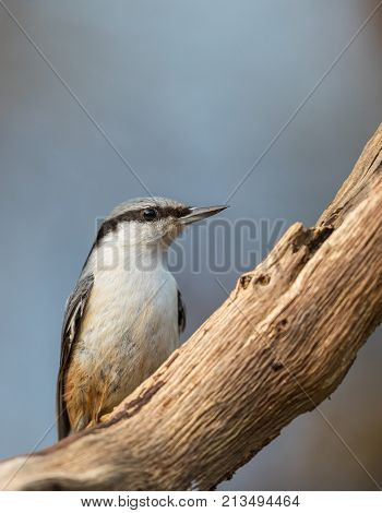 Eurasian Nuthatch Sitta Europaea Sitting On Dead Branch, Vertical Image