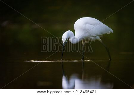 Photo of Snowy Egret taken in Guadiana river in Badajoz Spain