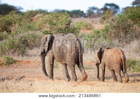 Elephants walking in the scenery of the savannah in Kenya