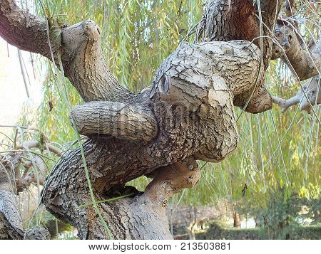 interesting and different tree types, curve tree types, interesting curve tree pictures