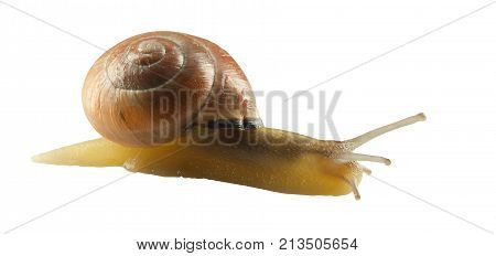 forest snail, Cepaea nemoralis on a white background