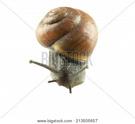 forest snail, Cepaea nemoralis on a white background