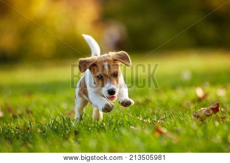 Dog breed Jack Russell Terrier playing in autumn park.