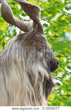 male Turkmenian markhor (Capra falconeri heptneri) portrait