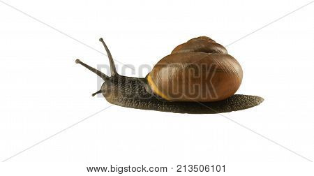 forest snail, Cepaea nemoralis on a white background