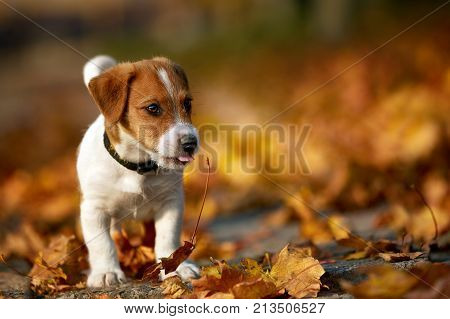 Dog breed Jack Russell Terrier playing in autumn park.