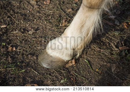 Broun horse front left leg close up