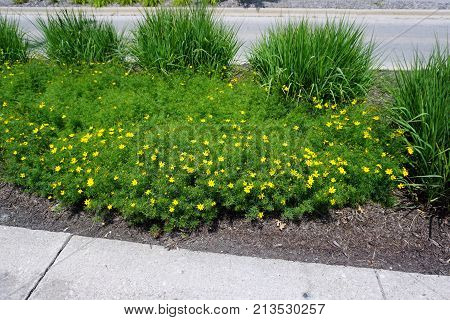 Whorled tickseed (Coreopsis verticillata), also called whorled coreopsis, thread-leaved tickseed, thread leaf coreopsis, and pot-of-gold, blooms in a traffic island in Joliet, Illinois, during July.