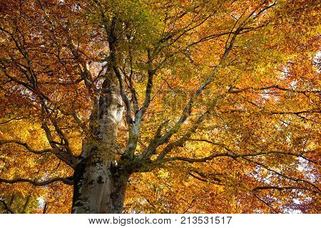 Trees In Autumn Season Background