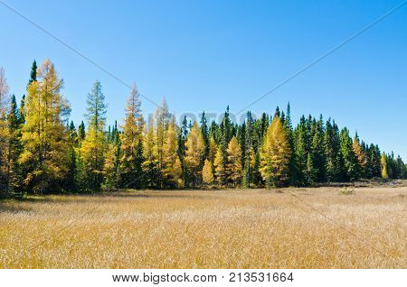 picture of the Northern Ontario Forest in Autumn time