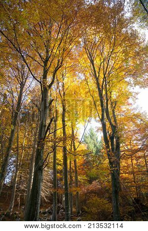 Trees In Autumn Season Background