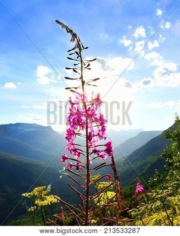Fireweed flower set against the sun above a mountain valley in Glacier National Park, Montana