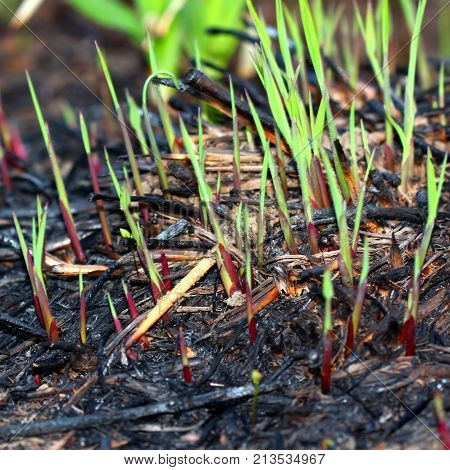 Prescribed burns help control invasive species and recycle nutrients in prairie ecosystems such as this one in Champaign County Illinois