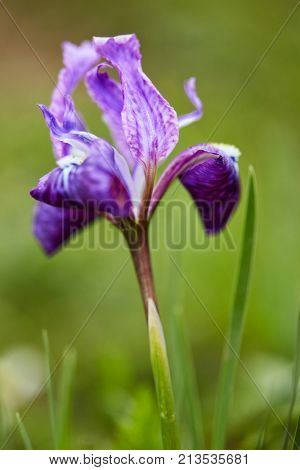 Himalayan Iris. Kullu Valley, Himachal Pradesh, India