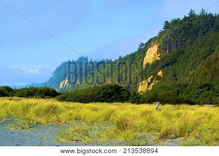 Coastal shrubs and wild grass on a rural sandy beach including bluffs inundated with a pine forest beyond taken at Gold Bluffs Beach in the Northern California Coast