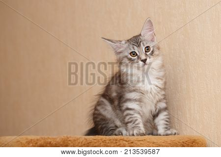 Cute little kitty Bobtail. Pets. Hypoallergenic cat breed. Portrait of a tabby cat. Tricky glance