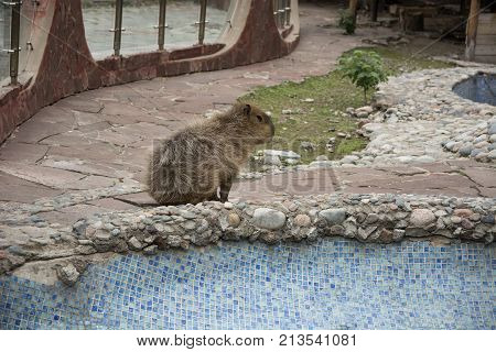 Capybara in zoolife (animal fun rodent )