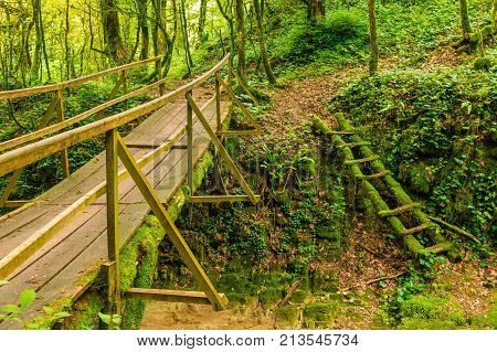 Mossy ladder and bridge in the boxwood grove of the ravine Chudo-Krasotka in summer day Sochi Russia