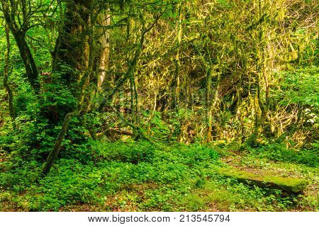 Beautiful boxwood grove and steep wall of the ravine Chudo-Krasotka in sunny summer day Sochi Russia