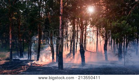 Forest fire. Burned trees after forest fires and lots of smoke