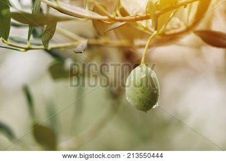 Ripe green olive fruit on branch of the tree cultivated in organic orchard in mediterranean region selective focus