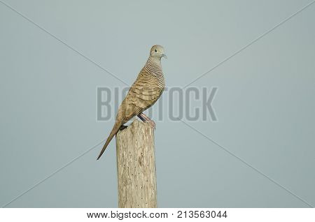 Zebra Dove Perching On The Tree Branch