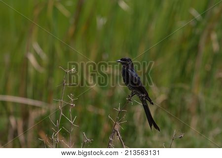 Black Drongo  Beautiful Bird In Forest