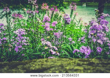 Purple Dianthus caryophyllus, carnation or clove pink