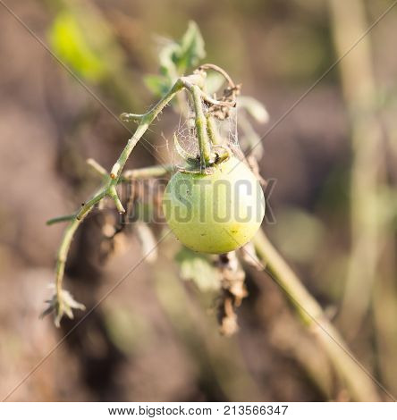 sick tomato in the garden in nature .