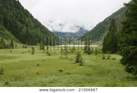 Paesaggio con albero e lago