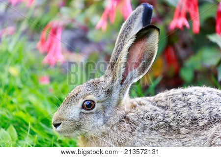 European Hare (Lepus Europaeus) Close-up. Alert European Brown Hare profile view. Helsinki, Finland.