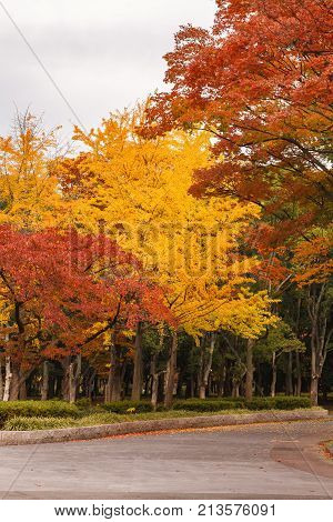 Tourist attraction Osaka castle garden in autumn with red leaves