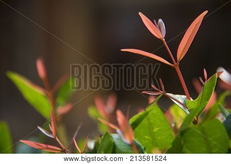 Small plants sprouts growing above. Fresh grow