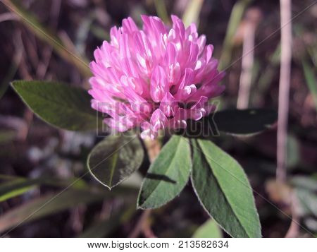 Beauty Purple Pink Flower Macro In The Field