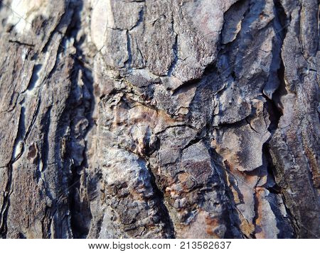 Tree Bark Wood Brown Nature Texture Background