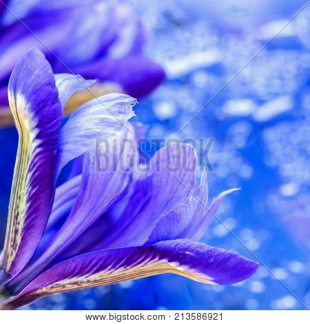 Abstract square background in modern halftones with showy picturesque bright iris flower blurred style. Magical tints of Blue infinity for modern design