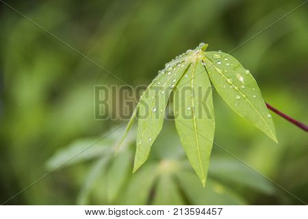 Green plants with teardrops. Green and minty leaves.