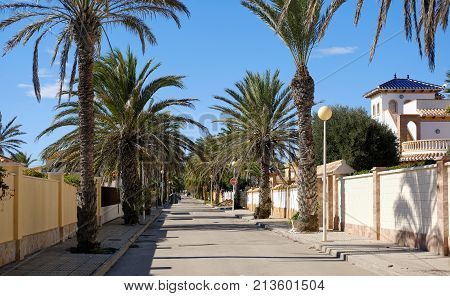 Empty Palm-lined Street Of Cabo Roig. Costa Blanca. Spain