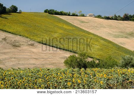 Rural landscape at summer along the road from Fermo to Monterubbiano (Marches italy)