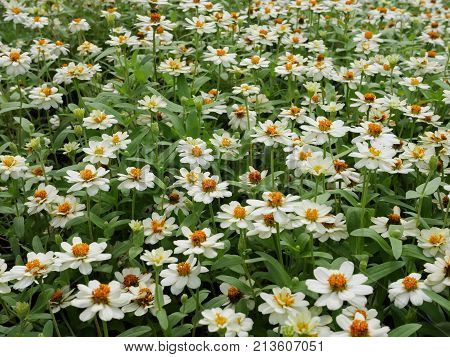 White Zinnia angustifolia flowers in the garden. Beautiful flowers background.