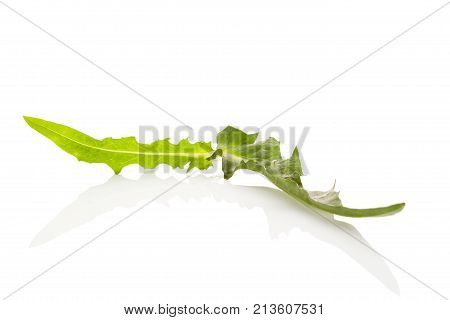 Cichorium intybus - common chicory leaf isolated on the white background. Medicinal herbs. Coffee alternative.