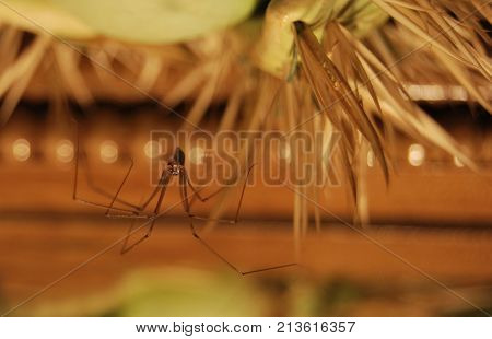 Spider-hawk (Pholcidae) on the web watches prey