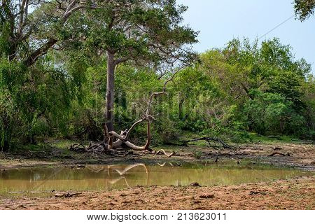 Scenic view of tropical dry forest and lake in Yala National Park, Sri Lanka