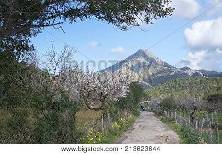 Blossoming almond trees in rural landscape with blue sky in Mallorca Balearic islands Spain in February.