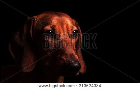 yellow dog earthen 2018 , Chinese horoscope, astrology dachshund
