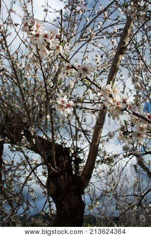 Blossoming Almond Trees