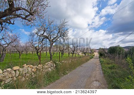 Blossoming Almond Trees