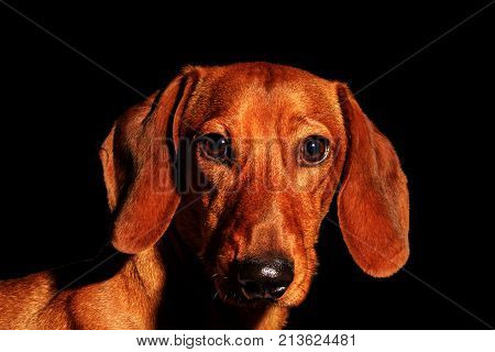 red dog portrait of a year symbol on a black background , Chinese horoscope, astrology, dachshund
