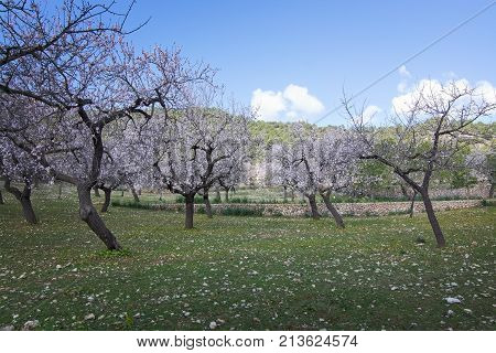 Blossoming Almond Trees